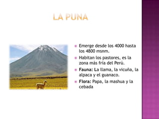  Emerge desde los 4000 hasta
los 4800 msnm.
 Habitan los pastores, es la
zona más fría del Perú.
 Fauna: La llama, la vicuña, la
alpaca y el guanaco.
 Flora: Papa, la mashua y la
cebada
 