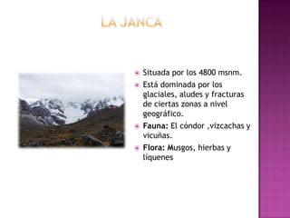  Situada por los 4800 msnm.
 Está dominada por los
glaciales, aludes y fracturas
de ciertas zonas a nivel
geográfico.
 Fauna: El cóndor ,vizcachas y
vicuñas.
 Flora: Musgos, hierbas y
líquenes
 