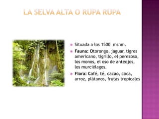  Situada a los 1500 msnm.
 Fauna: Otorongo, jaguar, tigres
americano, tigrillo, el perezoso,
los monos, el oso de anteojos,
los murciélagos.
 Flora: Café, té, cacao, coca,
arroz, plátanos, frutas tropicales
 