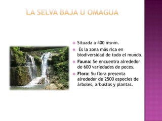  Situada a 400 msnm.
 Es la zona más rica en
biodiversidad de todo el mundo.
 Fauna: Se encuentra alrededor
de 600 variedades de peces.
 Flora: Su flora presenta
alrededor de 2500 especies de
árboles, arbustos y plantas.
 