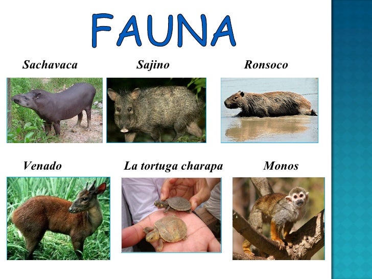 Resultado de imagen para la fauna del peru