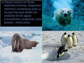 La fauna cuenta con focas,
elefantes marinos, leopardos
marinos y numerosas aves, a
los que hay que añadir los
cetáceos en las aguas
circundantes, pingüinos, osos
polares , entre otros.

 