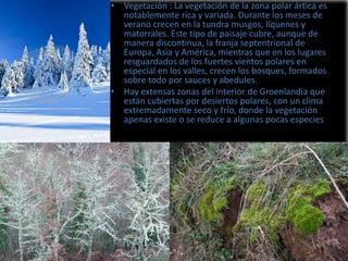 • Vegetación : La vegetación de la zona polar ártica es
notablemente rica y variada. Durante los meses de
verano crecen en la tundra musgos, líquenes y
matorrales. Este tipo de paisaje cubre, aunque de
manera discontinua, la franja septentrional de
Europa, Asia y América, mientras que en los lugares
resguardados de los fuertes vientos polares en
especial en los valles, crecen los bosques, formados
sobre todo por sauces y abedules.
• Hay extensas zonas del interior de Groenlandia que
están cubiertas por desiertos polares, con un clima
extremadamente seco y frío, donde la vegetación
apenas existe o se reduce a algunas pocas especies

 