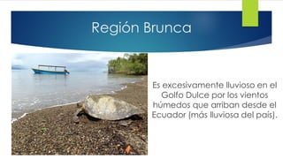 Región Brunca
Es excesivamente lluvioso en el
Golfo Dulce por los vientos
húmedos que arriban desde el
Ecuador (más lluviosa del país).
 