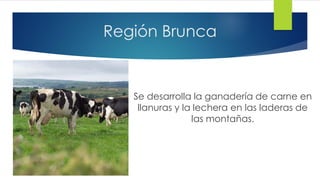 Región Brunca
Se desarrolla la ganadería de carne en
llanuras y la lechera en las laderas de
las montañas.
 