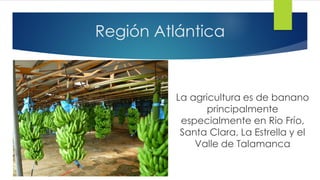 Región Atlántica
La agricultura es de banano
principalmente
especialmente en Rio Frío,
Santa Clara, La Estrella y el
Valle de Talamanca
 
