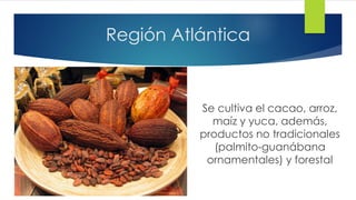 Región Atlántica
Se cultiva el cacao, arroz,
maíz y yuca, además,
productos no tradicionales
(palmito-guanábana
ornamentales) y forestal
 