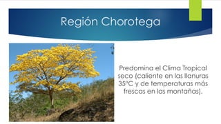 Región Chorotega
Predomina el Clima Tropical
seco (caliente en las llanuras
35°C y de temperaturas más
frescas en las montañas).
 