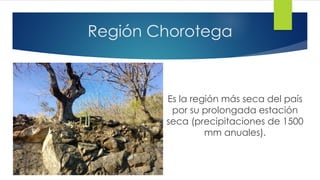 Región Chorotega
Es la región más seca del país
por su prolongada estación
seca (precipitaciones de 1500
mm anuales).
 