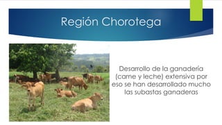 Región Chorotega
Desarrollo de la ganadería
(carne y leche) extensiva por
eso se han desarrollado mucho
las subastas ganaderas
 