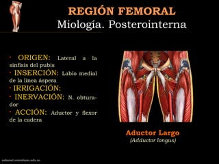 REGIÓN FEMORALREGIÓN FEMORAL
Miología. PosterointernaMiología. Posterointerna
Aductor Largo
(Adductor longus)
sabanet.unis...