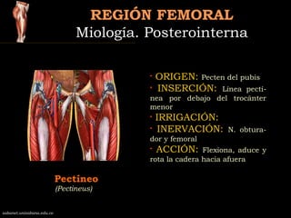 REGIÓN FEMORALREGIÓN FEMORAL
Miología. PosterointernaMiología. Posterointerna
Pectíneo
sabanet.unisabana.edu.co
• ORIGEN: ...
