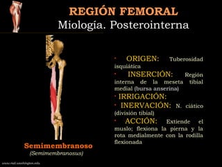 REGIÓN FEMORALREGIÓN FEMORAL
Miología. PosterointernaMiología. Posterointerna
Semimembranoso
(Semimembranosus)
• ORIGEN: T...