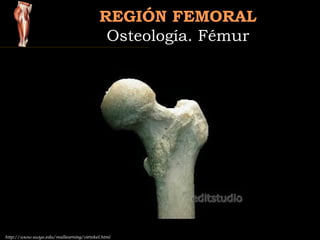 REGIÓN FEMORALREGIÓN FEMORAL
Osteología. FémurOsteología. Fémur
http://www.uwyo.edu/reallearning/virtskel.html
 