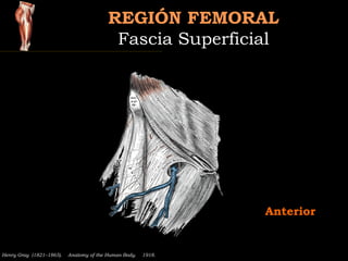 REGIÓN FEMORALREGIÓN FEMORAL
Fascia SuperficialFascia Superficial
Henry Gray (1821–1865).  Anatomy of the Human Body.  191...