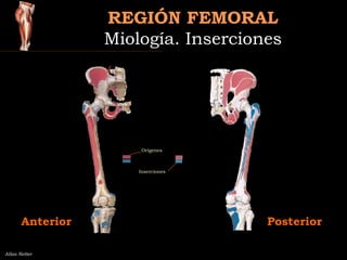 REGIÓN FEMORALREGIÓN FEMORAL
Miología. InsercionesMiología. Inserciones
Atlas Netter
Orígenes
Inserciones
Anterior Posteri...
