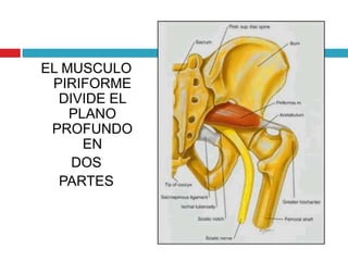 EL MUSCULO
 PIRIFORME
  DIVIDE EL
    PLANO
 PROFUNDO
      EN
    DOS
  PARTES
 