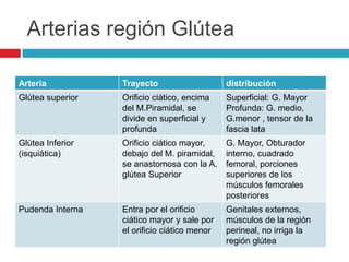 Arterias región Glútea

Arteria           Trayecto                    distribución
Glútea superior   Orificio ciático, encima    Superficial: G. Mayor
                  del M.Piramidal, se         Profunda: G. medio,
                  divide en superficial y     G.menor , tensor de la
                  profunda                    fascia lata
Glútea Inferior   Orificio ciático mayor,     G. Mayor, Obturador
(isquiática)      debajo del M. piramidal,    interno, cuadrado
                  se anastomosa con la A.     femoral, porciones
                  glútea Superior             superiores de los
                                              músculos femorales
                                              posteriores
Pudenda Interna   Entra por el orificio       Genitales externos,
                  ciático mayor y sale por    músculos de la región
                  el orificio ciático menor   perineal, no irriga la
                                              región glútea
 
