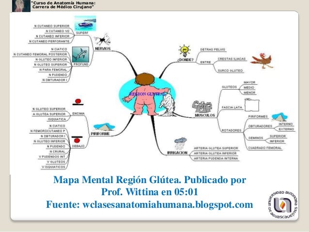 Region glutea