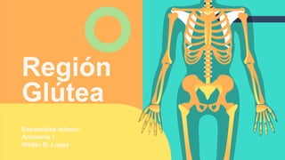 Región
Glútea
Extremidad Inferior
Anatomia I
Walter R. Lopez
 