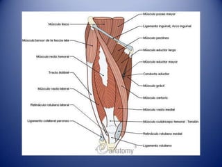 M. Aproximador Corto
• Va del cuerpo y ramo inferior del pubis a la
línea pectínea y parte proximal línea áspera
fémur.
• ...