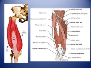 Músculos Posteriores del muslo
• Extienden el muslo y flexionan la pierna, sobre
todo al caminar.
• Son:
• Semitendinoso
•...