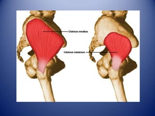 Region glutea, muslo anterior y posterior
