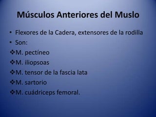 M. Iliopsoas
• Principal flexor del muslo
• Cuando el muslo queda fijo flexiona el tronco
sobre la cadera.
• Evita hiperex...
