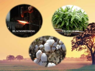 BLACKSMITHING TIGERGRASS
COTTON
 