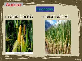 Aurora
• CORN CROPS • RICE CROPS
Economy
 