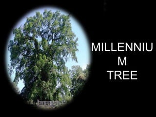 MILLENNIU
M
TREE
 