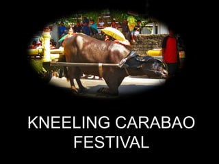 KNEELING CARABAO
FESTIVAL
 