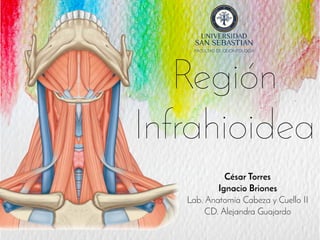 Región
Infrahioidea
César Torres
Ignacio Briones
Lab. Anatomía Cabeza y Cuello II
CD. Alejandra Guajardo
 