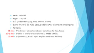  Varón: 10-12 cm
 Mujer: 11-13 cm
 EIAS (parte externa): ap. Músc. Oblicuo externo
 Espina del pubis: ap. Músc. Oblicuo externo (Pilar externo del anillo inguinal)
 Porciones:
 1º (externa)  sobre (fusionado con) fascia iliaca (Ap. Músc. Psoas)
 2º (libre)  anterior a vasos femorales (a ANILLO CRURAL)
 3º (gibernática)  hasta espina del pubis (sobre músc. Pectíneo)
55 mm
35-40 mm
20 mm
 