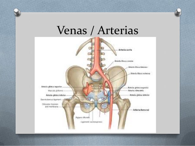 Región inguinal: Primera Parte (Miembro Pelvico)