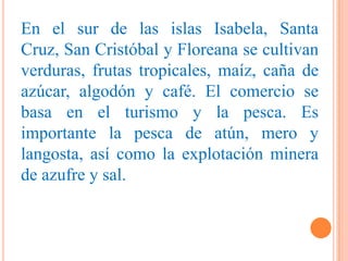 En el sur de las islas Isabela, Santa
Cruz, San Cristóbal y Floreana se cultivan
verduras, frutas tropicales, maíz, caña de
azúcar, algodón y café. El comercio se
basa en el turismo y la pesca. Es
importante la pesca de atún, mero y
langosta, así como la explotación minera
de azufre y sal.
 