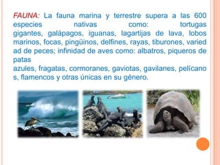 FAUNA: La fauna marina y terrestre supera a las 600
especies           nativas          como:           tortugas
gigantes, galápagos, iguanas, lagartijas de lava, lobos
marinos, focas, pingüinos, delfines, rayas, tiburones, varied
ad de peces; infinidad de aves como: albatros, piqueros de
patas
azules, fragatas, cormoranes, gaviotas, gavilanes, pelícano
s, flamencos y otras únicas en su género.
 