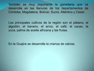  También es muy importante la ganadería que se
desarrolla en las llanuras de los departamentos de
Córdoba, Magdalena, Bolívar, Sucre, Atlántico y Cesar.
 Los principales cultivos de la región son el plátano, el
algodón, el banano, el arroz, el café, el cacao, la
yuca, palma de aceite africana y las frutas.
 En la Guajira se desarrolla la crianza de cabras.
 