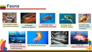 pargo rojo
(lutjanus campechanus)
Fauna
Los cangrejos negros
(gecarcinus quadratus)
la langosta
(palinurus elephas)
la tortuga carey
(eretmochelys imbricata)
la tortuga verde
(Chelonia mydas)
Los tiburones de
la especie mantarraya
(manta birostris)
las medusas (medusozoa)
el caracol pala
(strombus gigas
Linnaeus)
jurel (trachurus murphyi).
 