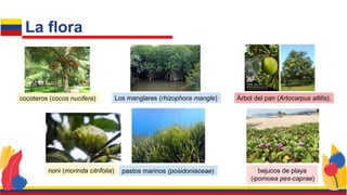 La flora
cocoteros (cocos nucifera) Los manglares (rhizophora mangle) Árbol del pan (Artocarpus altilis).
noni (morinda citrifolia) pastos marinos (posidoniaceae) bejucos de playa
(ipomoea pes-caprae)
 
