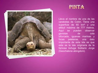 Lleva el nombre de una de las
carabelas de Colón. Tiene una
superficie de 60 km² y una
altitud máxima de 777 metros.
Aquí se pueden observar
gaviotas        de          cola
bifurcada, iguanas marinas y
focas peleteras, una dato
importante de esta isla es que
esta es la isla originaria de la
famosa tortuga Solitario Jorge
(Geochelone abingdoni).
 