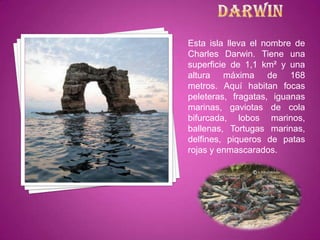 Esta isla lleva el nombre de
Charles Darwin. Tiene una
superficie de 1,1 km² y una
altura máxima de 168
metros. Aquí habitan focas
peleteras, fragatas, iguanas
marinas, gaviotas de cola
bifurcada, lobos marinos,
ballenas, Tortugas marinas,
delfines, piqueros de patas
rojas y enmascarados.
 