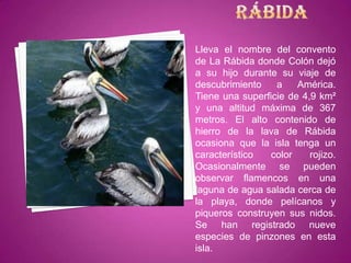 Lleva el nombre del convento
de La Rábida donde Colón dejó
a su hijo durante su viaje de
descubrimiento    a    América.
Tiene una superficie de 4,9 km²
y una altitud máxima de 367
metros. El alto contenido de
hierro de la lava de Rábida
ocasiona que la isla tenga un
característico   color    rojizo.
Ocasionalmente se pueden
observar flamencos en una
laguna de agua salada cerca de
la playa, donde pelícanos y
piqueros construyen sus nidos.
Se han registrado nueve
especies de pinzones en esta
isla.
 