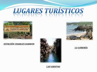 ESTACIÓN CHARLES DARWIN
                                        LA LOBERÍA




                          LAS GRIETAS
 