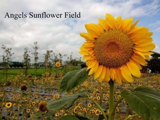 Angels Sunflower Field
 
