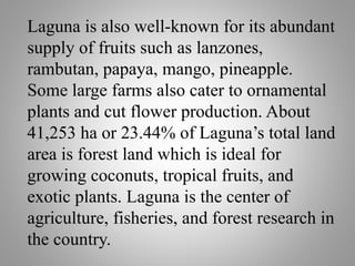 Laguna is also well-known for its abundant
supply of fruits such as lanzones,
rambutan, papaya, mango, pineapple.
Some large farms also cater to ornamental
plants and cut flower production. About
41,253 ha or 23.44% of Laguna’s total land
area is forest land which is ideal for
growing coconuts, tropical fruits, and
exotic plants. Laguna is the center of
agriculture, fisheries, and forest research in
the country.
 
