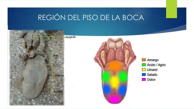 Duele la parte izquierda de la espalda y la parte inferior del vientre