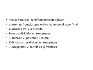 • -Vasos y nervios: ramifican en tejido celular
•   a)arterias: frontal, supra orbitaria, temporal superficial,
•   auricular post y la occipital
•   b)venas: divididas en tres grupos
•   1)anterior, 2) posterior, 3)lateral
•   C) linfáticos: se dividen en tres grupos
•   1) occipitales, 2)parietales 3) frontales
 