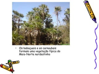 Os babaçuais e os carnaubais formam uma vegetação típica do Meio-Norte nordestinho  