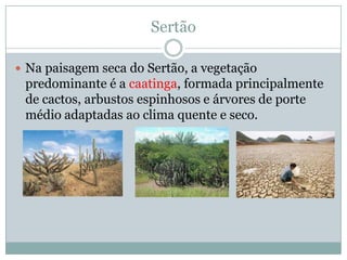 Sertão

 Na paisagem seca do Sertão, a vegetação
 predominante é a caatinga, formada principalmente
 de cactos, arbustos espinhosos e árvores de porte
 médio adaptadas ao clima quente e seco.
 